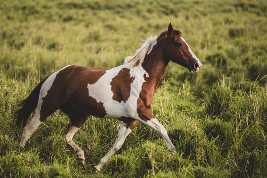 Spotted horse trotting through tall, green, grassy field