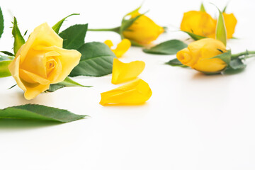 Beautiful yellow roses with green leaves and petals on white background