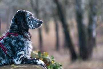 Dog looking out on the embankment looking for wild animals