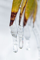 hielo 5