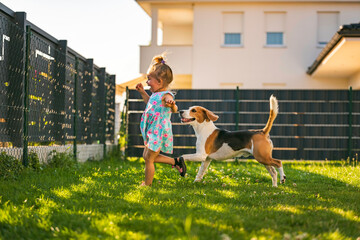 Baby girl running with beagle dog in backyard in summer day. Domestic animal with children concept.