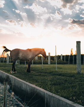 Horse In Meadow On Sunset