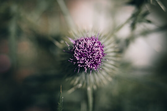 Thistles in a pasture on a farm at sunset.