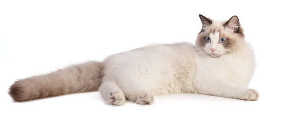 lying young ragdoll cat