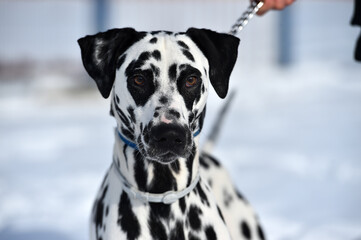 un precioso perro dalmata en la nieve