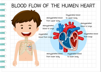 Diagram of Blood Flow of the Human Heart