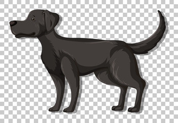 Black Labrador Retriever in standing position cartoon character isolated on transparent background