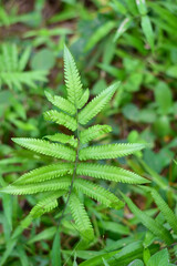 Dicksonia antartica plant
