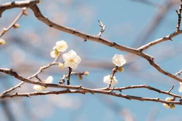 梅の花
Plum blossoms