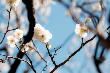 梅の花
Plum blossoms