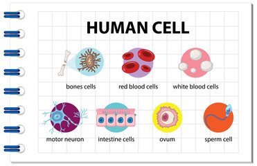 Diagram of human cell for education