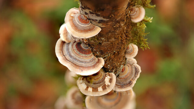 Lenzites betulina, Parque Natural Saja Besaya, Ucieda. Cantabria, Espa&ntilde;a