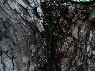 Nature Plants Flower