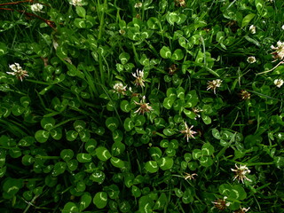 Obraz premium Nature Plants Flower