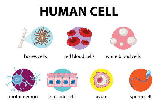 Diagram of human cell for education