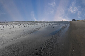 View down a deserted long wet beach with many small birds feeding on the wet sand. There is a dramatic sky