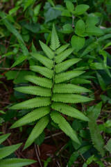 Dicksonia antartica plant