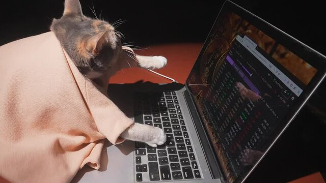 This slow motion, side view video features a professional cat investor franticly buying and selling bitcoin cryptocurrency on her laptop computer.