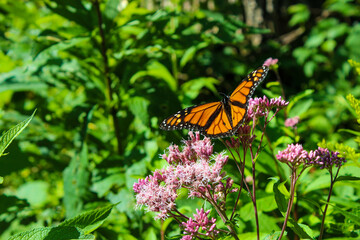 monarch butterfly on a flower