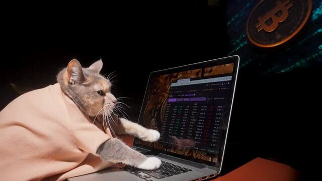 This video shows a dressed up cat investor quickly buying and selling bitcoin cryptocurrency on her laptop computer.