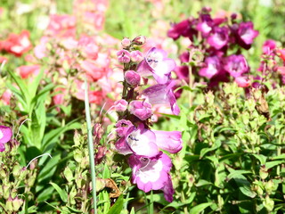 Fototapeta premium Nature Plants Flower