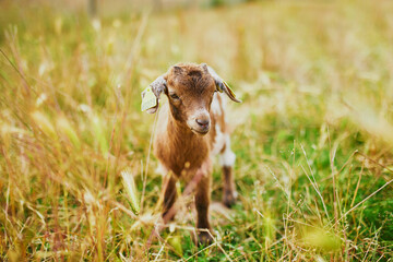 Pretty little kid goat with number tag standing in a spring meadow