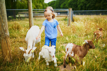 Adorable toddler girl playing with goats at farm