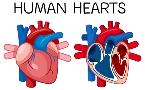 Information poster of human heart