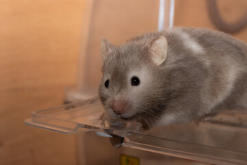 ゴールデンハムスター　長毛　グレー