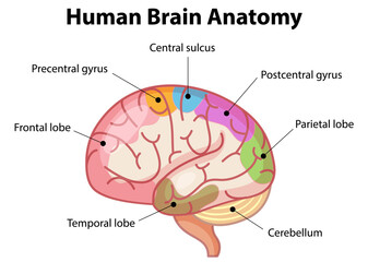 Information poster of human brain diagram