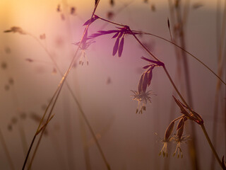 tiny wildflowers in the sun