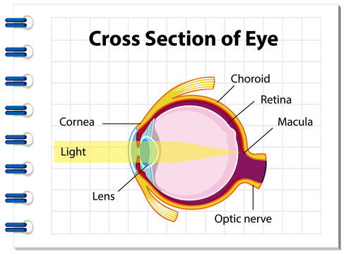 Human eye anatomy with cross section of eye diagram