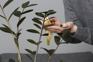Woman rubbing the leaves of houseplant with soft fleshy side of a banana peel to clean, dust off...