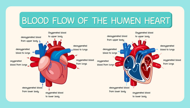 Blood flow of human heart diagram