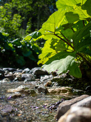 stream in the forest