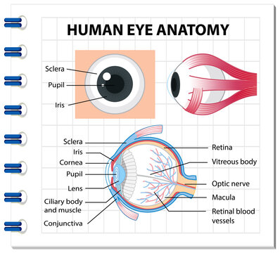 Diagram of human eye anatomy with label