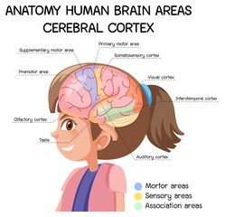 Anatomy human brain areas cerebral cortex with label - obrazy, fototapety, plakaty