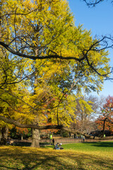 Fototapeta premium Big Tree In Central Park
