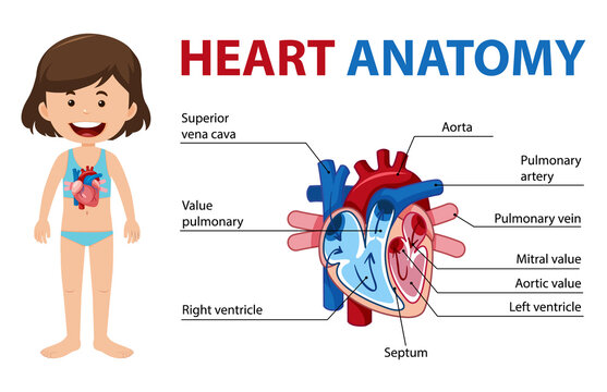 Information poster of human heart diagram