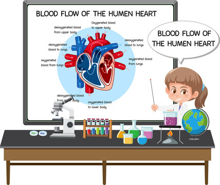 Young Doctor explaining blood flow of the human heart