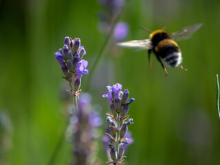 bee on a flower