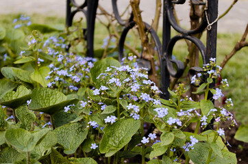 Forget-me-not flowers.Beautiful, blue, fragrant Myosotis flowers, on a blurred background of greenery and an old rusty chain-link fence. Macro.