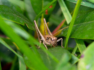 grasshopper on the grass