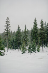 Beautiful Winter Landscape in Mountains. Majestic winter landscape. frosty pine trees.