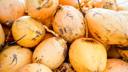 Golden king coconuts, a pile of raw and ripe coconuts. Coconut oil ingredient, fruit market in Asia, Hainan Island in China.
