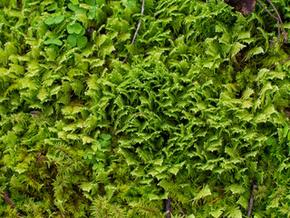 green leaves background