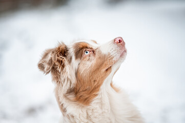 An australian shepherd puppy on snow in winter. Portrait of a red merle dog, happy face.