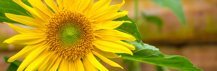 Close up de girassol e folhas verdes