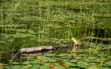 Green frog on a log in a pond full of green lily pads.