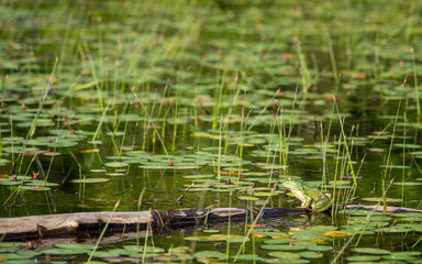 Green frog on a log in a pond full of green lily pads.